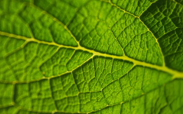 Cells in a Leaf